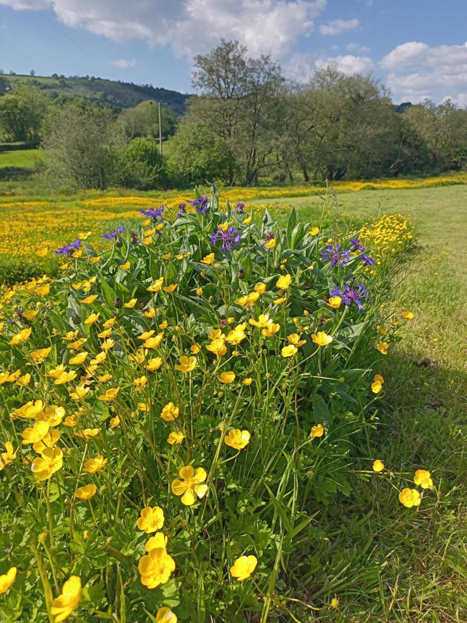 Отель Oak Tree Farm Llanfynydd Экстерьер фото